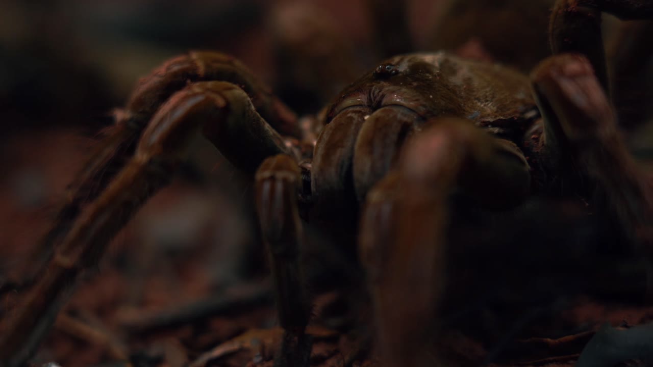 Close up of World's largest spider | Goliath bird eating spider