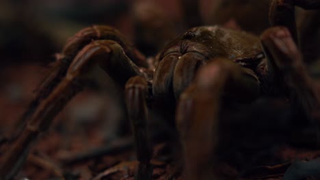 Close-up-of-World's-largest-spider-|-Goliath-bird-eating-spider