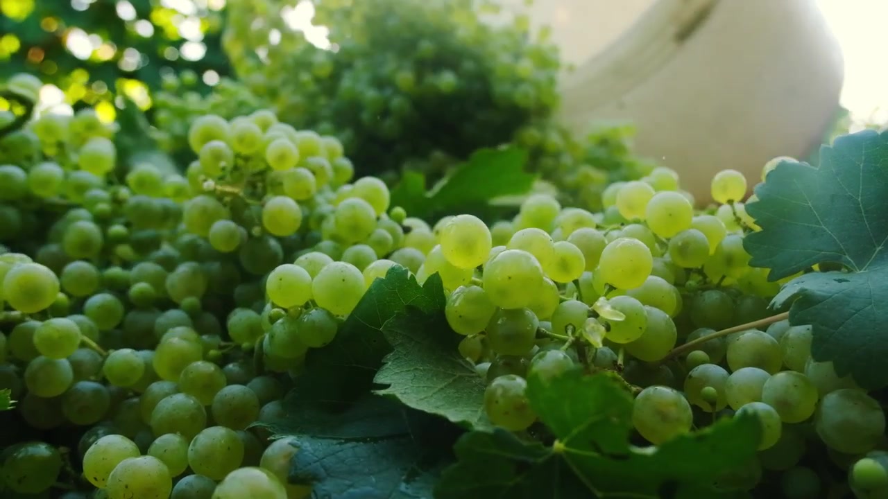 Câmera lenta, close-up de uvas maduras sendo jogadas durante a vindima, em um vinhedo italiano