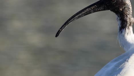 ibis de pie cerca del agua, girando la cabeza