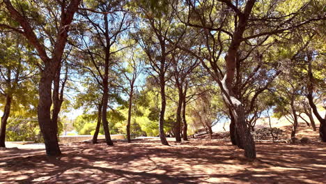 big old trees near venetian fortezza castle in rethimno, greece - wide shot