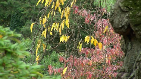 Äste-Mit-Bunten-Herbstblättern-Bedeckt