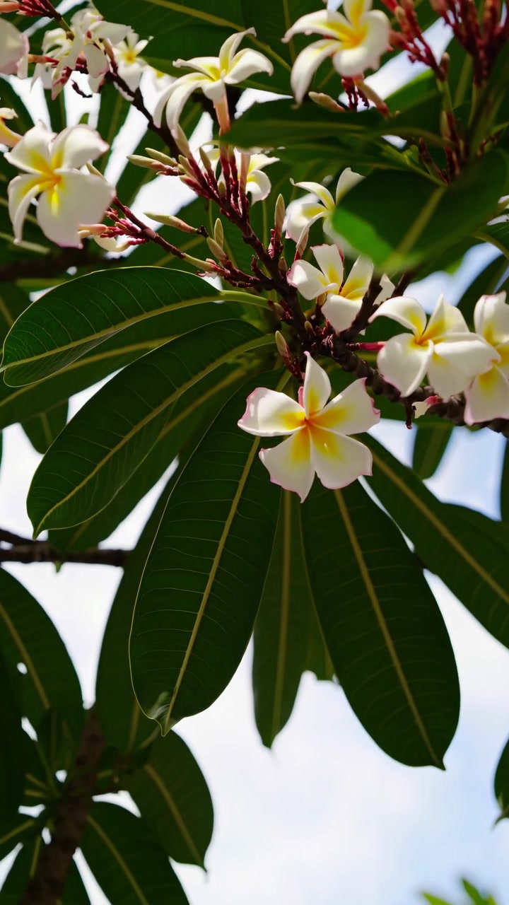 Fiori di plumeria bianchi e gialli in fiore su un albero
