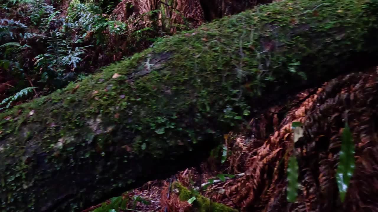 un paseo por el exuberante paisaje de la selva tropical