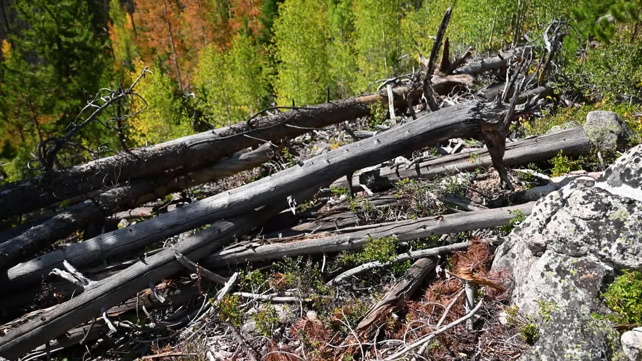 Reveal golden aspens changing colors in front of Colorado mountains, Tilt Up