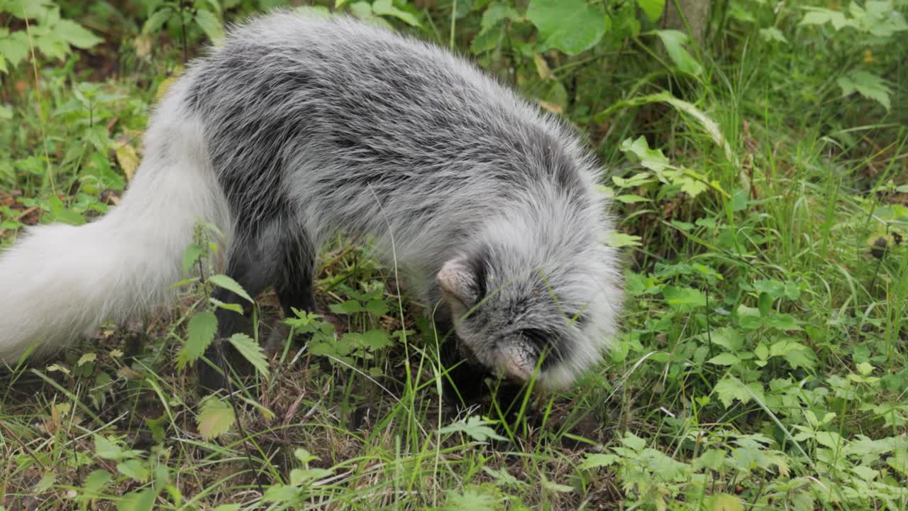 Volpe artica (Vulpes lagopus) anche conosciuta come volpe bianca, volpe polare o volpe delle nevi. Vive nelle regioni artiche dell'emisfero settentrionale ed è comune in tutta la tundra artica.