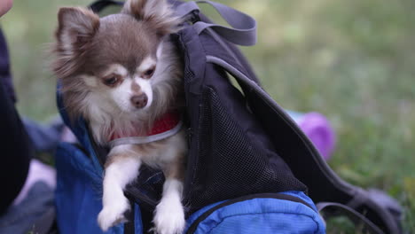 Happy-chihuahua,-dog-in-the-garden-in-slow-motion