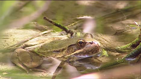 a green frog sits in a pond