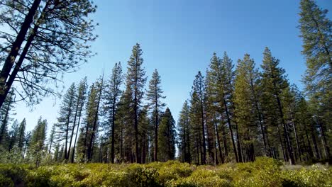 Bandeja-Lateral-De-Bosque-De-Pinos