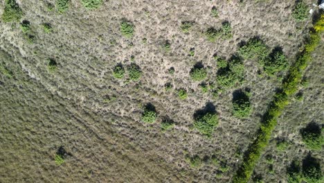 Direct-view-from-above-on-karst-region-in-Dalmatia-with-spars-and-resilient-plants-on-rocky-ground