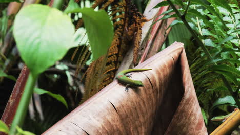 two green geckos sitting on dry leaf in jungle and staring each other,closeup