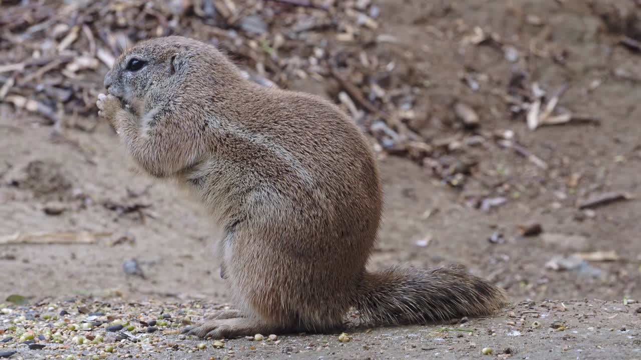 la ardilla de tierra del cabo come grano, xerus inauris