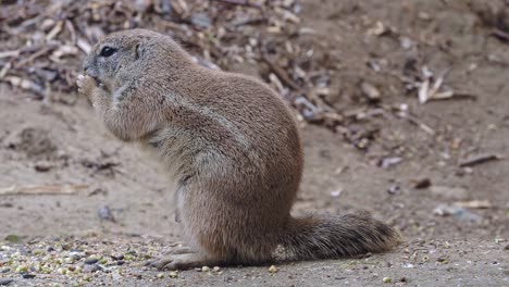 cape ground squirrel eats grain, xerus inauris