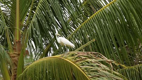 an egret stands gracefully on palm fronds, surrounded by lush greenery, captured in natural lighting