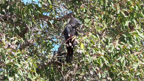 Ein-Männlicher-Waldrotschwanz-Schwarzkakadu,-Der-In-Einem-Marri-Baum-Füttert