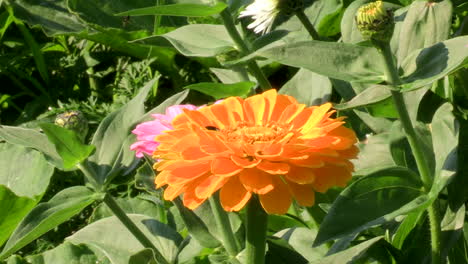 primer plano de la flor amarilla de tagetes patula y otra rosa, con el fondo verde del follaje