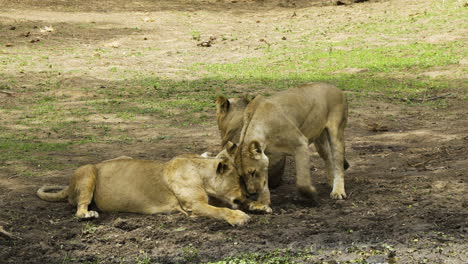 male lion with two pregnant females lying down in an open space