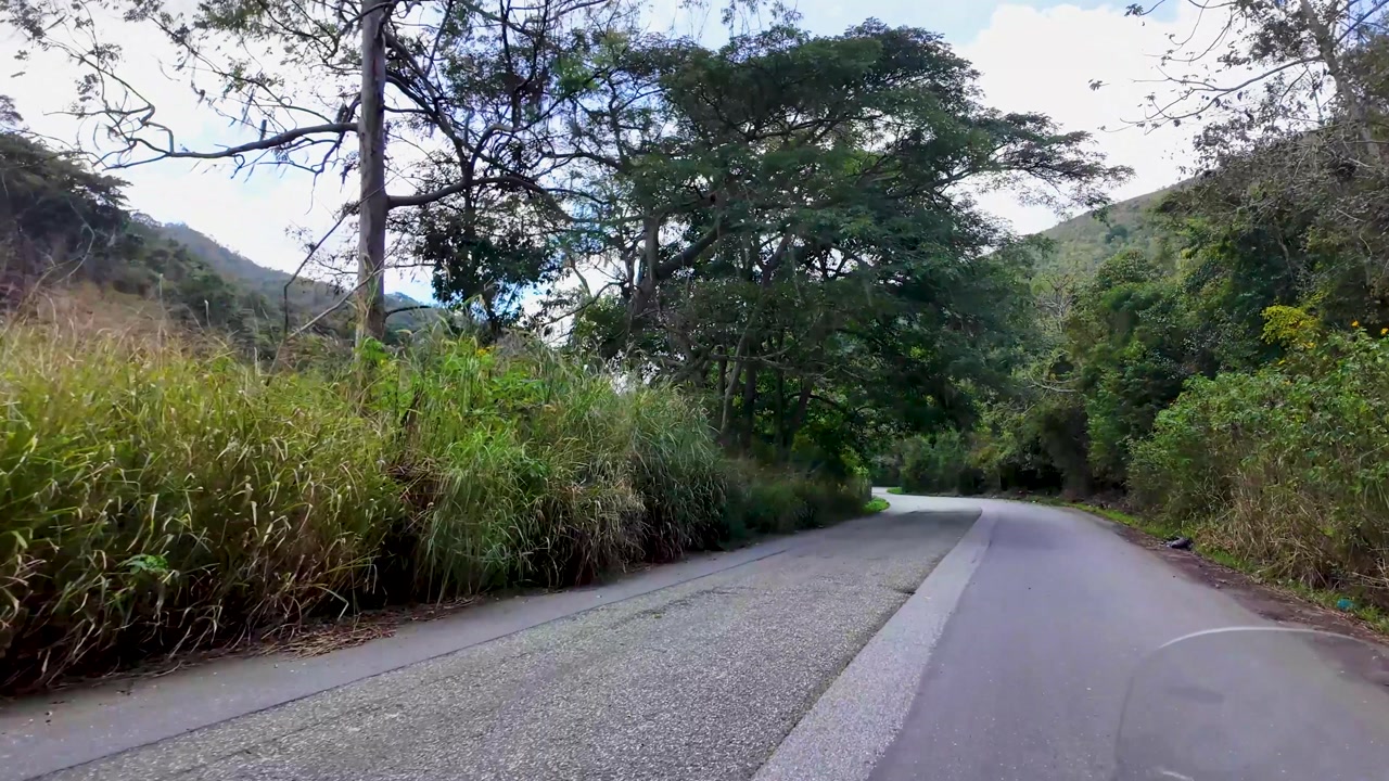 point-of-view shot from a motorcycle cruising along a scenic asphalt road, passing under a natural tunnel of tropical trees