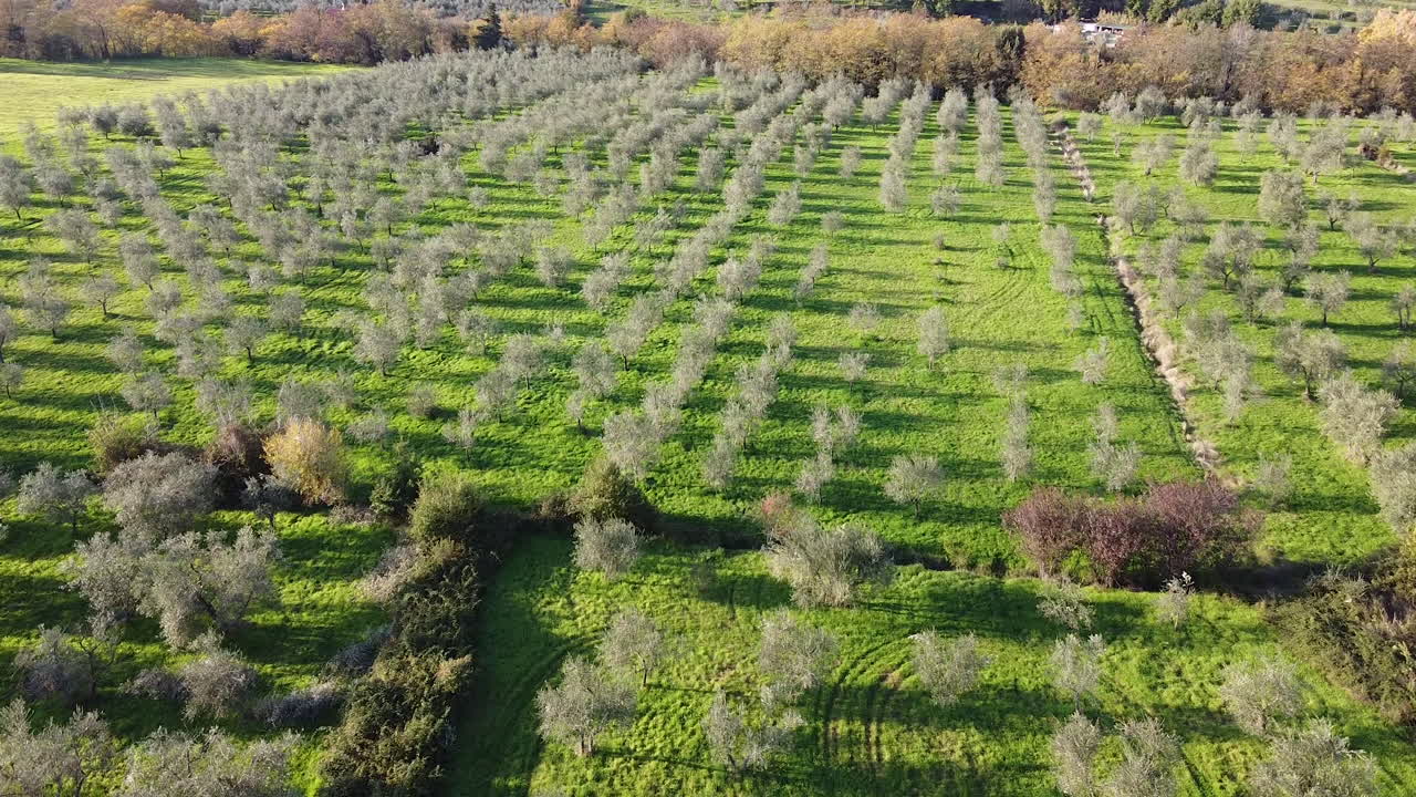 산타 티 크러셔 식용유 생산