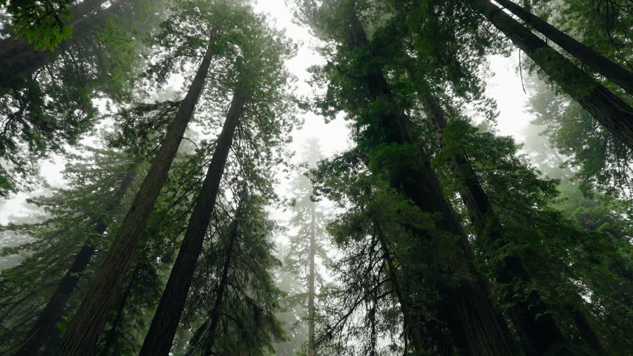 Guardando in alto verso una imponente foresta di sequoie nella natura selvaggia della California.