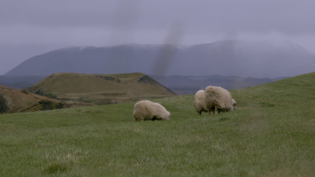 Sheep graze on a green hillside in Iceland under cloudy skies with mountains in the distance