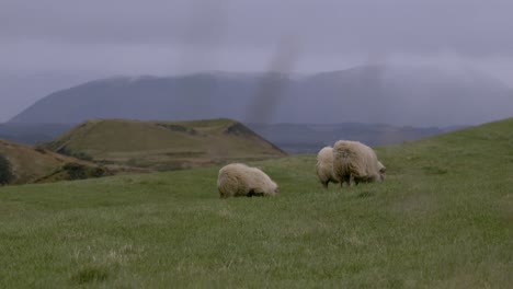 sheep graze on a green hillside in iceland under cloudy skies with mountains in the distance