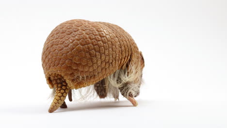 armadillo turns around walks away from camera - isolated on white background - cute