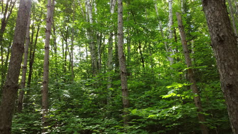 Entrando-En-El-Bosque-Verde-Y-El-Sol-De-La-Mañana-En-El-Parque-Algonquin,-Ontario,-Canadá