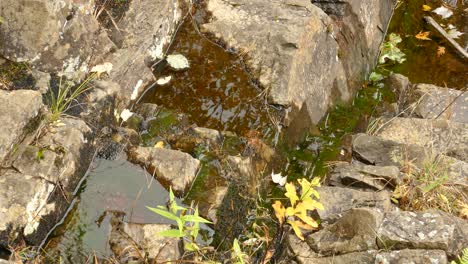 Pure-stream-of-water-gently-flowing-down-a-rocky-pathway-with-a-few-fall-leaves