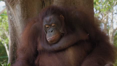 Portrait-of-a-pensive-orangutan-sitting-on-a-tree,-its-facial-expression-reflecting-contemplation