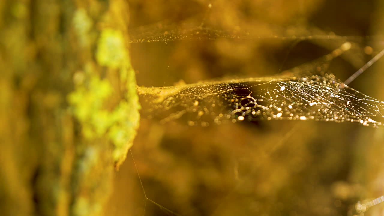 Spider Web On Tree Trunk With Bark Covered In Moss During Sunset