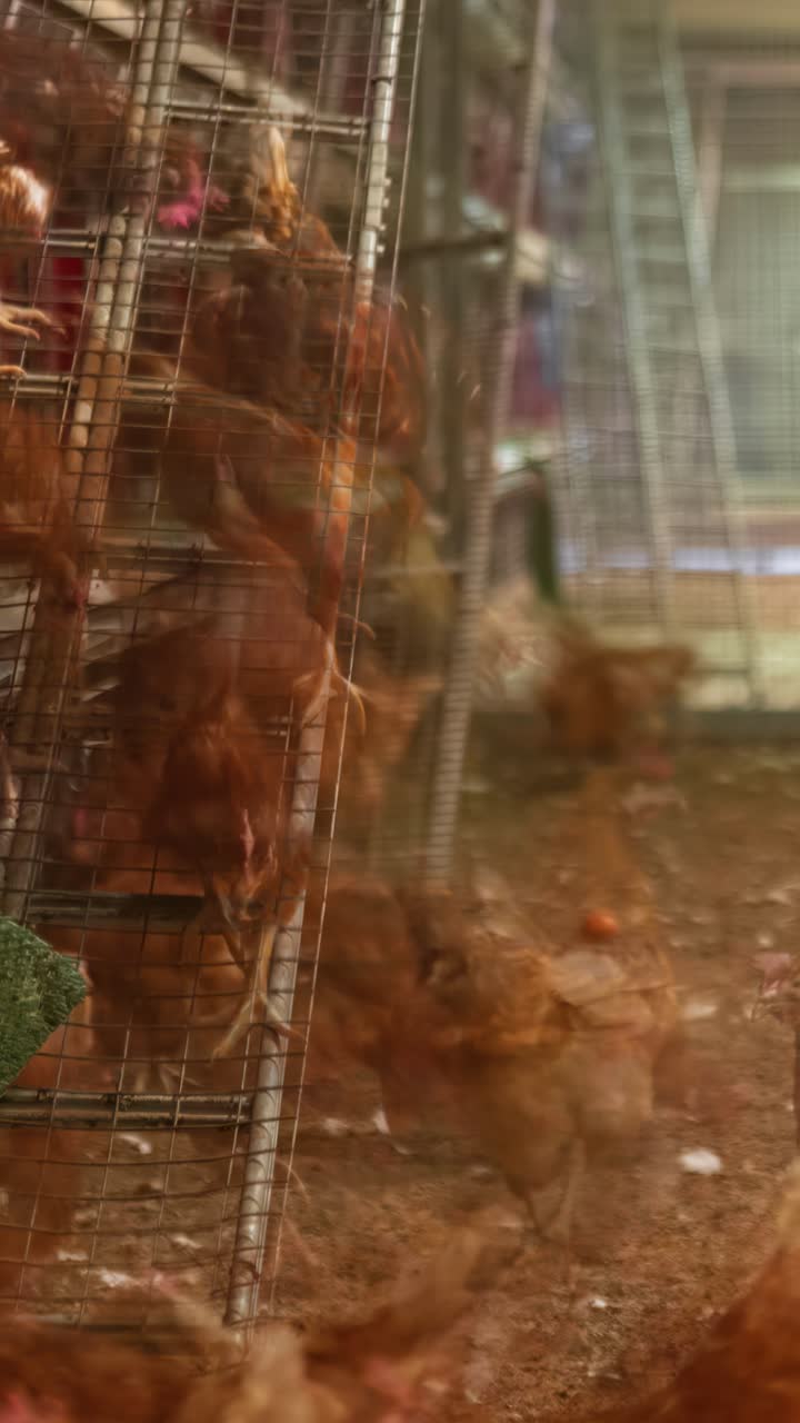 Chickens in a barn, timelapse of their daily activities, lively atmosphere