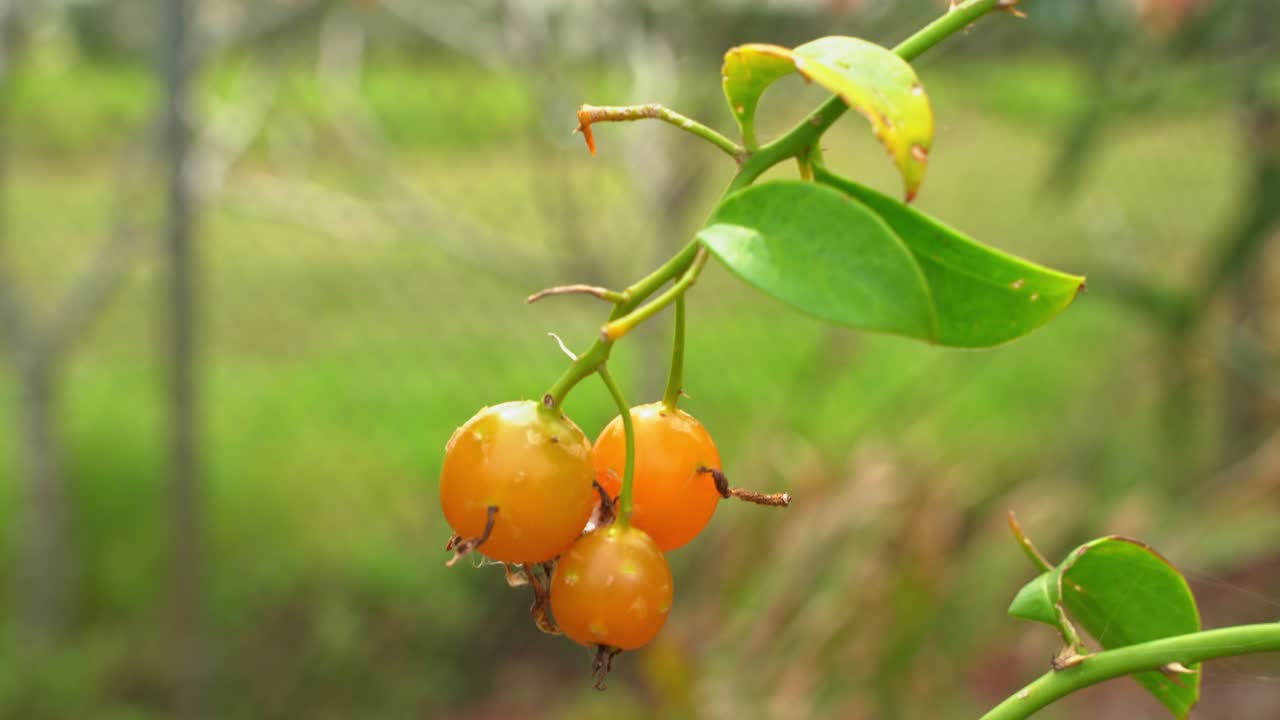 바르바도스 (barbados) 로 가시베리 (gooseberry) 는 포도나무에 매달려 있으며, 열대 과일 식물원 (botanical garden) 에서 수확할 준비가 되어 있습니다.