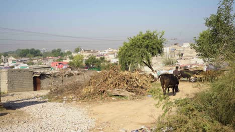 a young farmer is leading a cow to the farm.