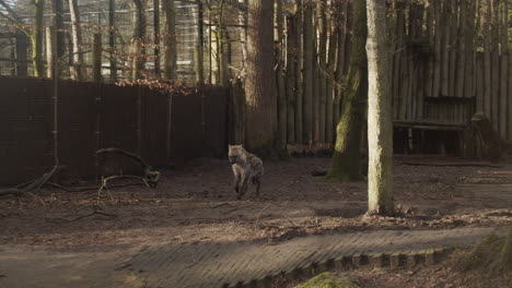 hyena running around in pen in zoo