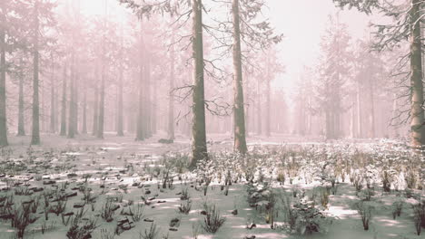 niebla en el bosque en un frío día nublado de invierno con la primera nieve