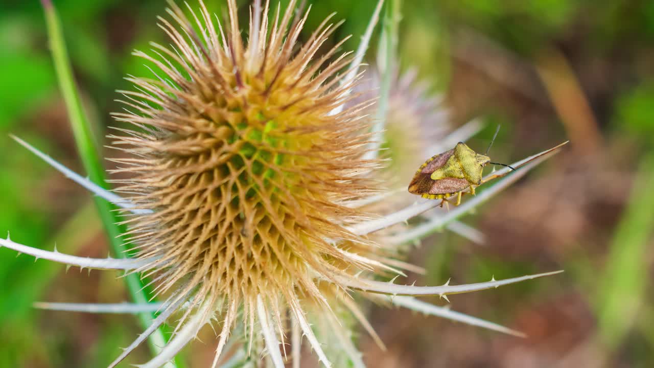 hacer zoom en un comodín con un error