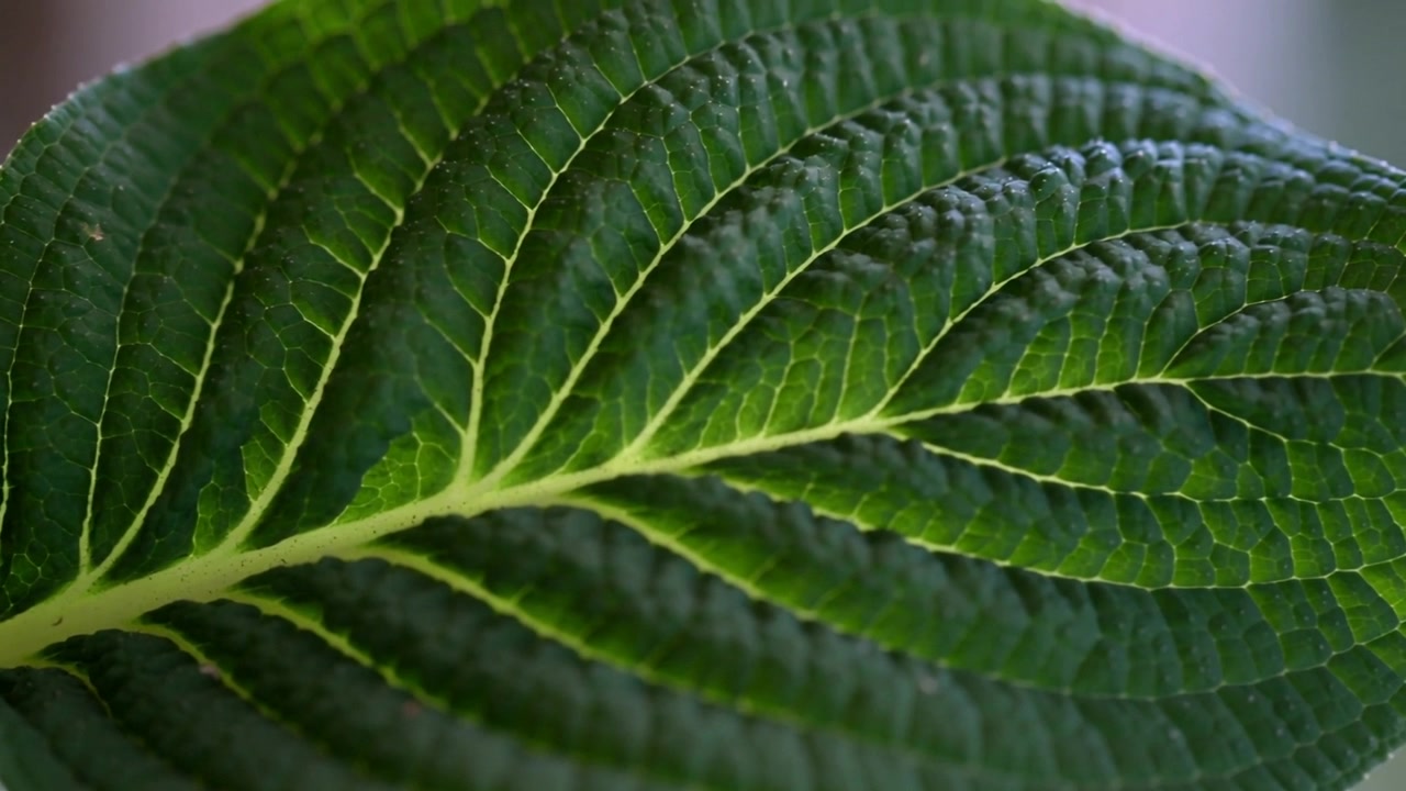 Shifting camera revealing green leaf near bright window, showing venation and lighter midrib