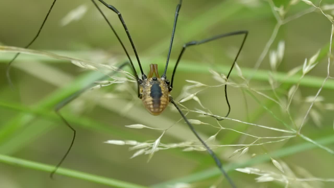Macro close-up of a Harvestman, or daddy long legs spider, on blades of grass