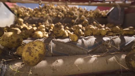 potatoes with soil and dust moving on a conveyor belt in slow motion.