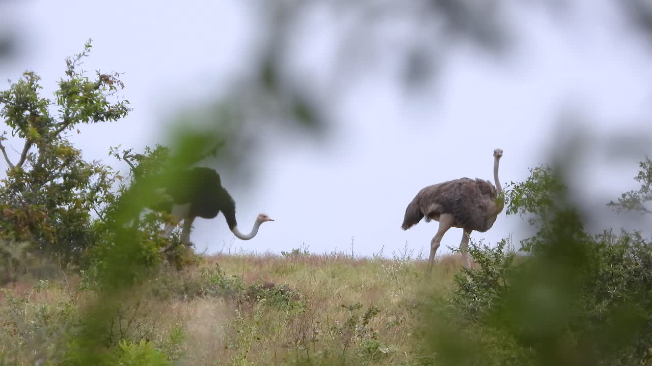 Two ostriches roam in a grassy savannah, framed by blurred green foliage