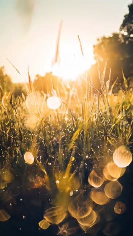 grass meadow with a lot of snowdrops, golden hour, light from behind