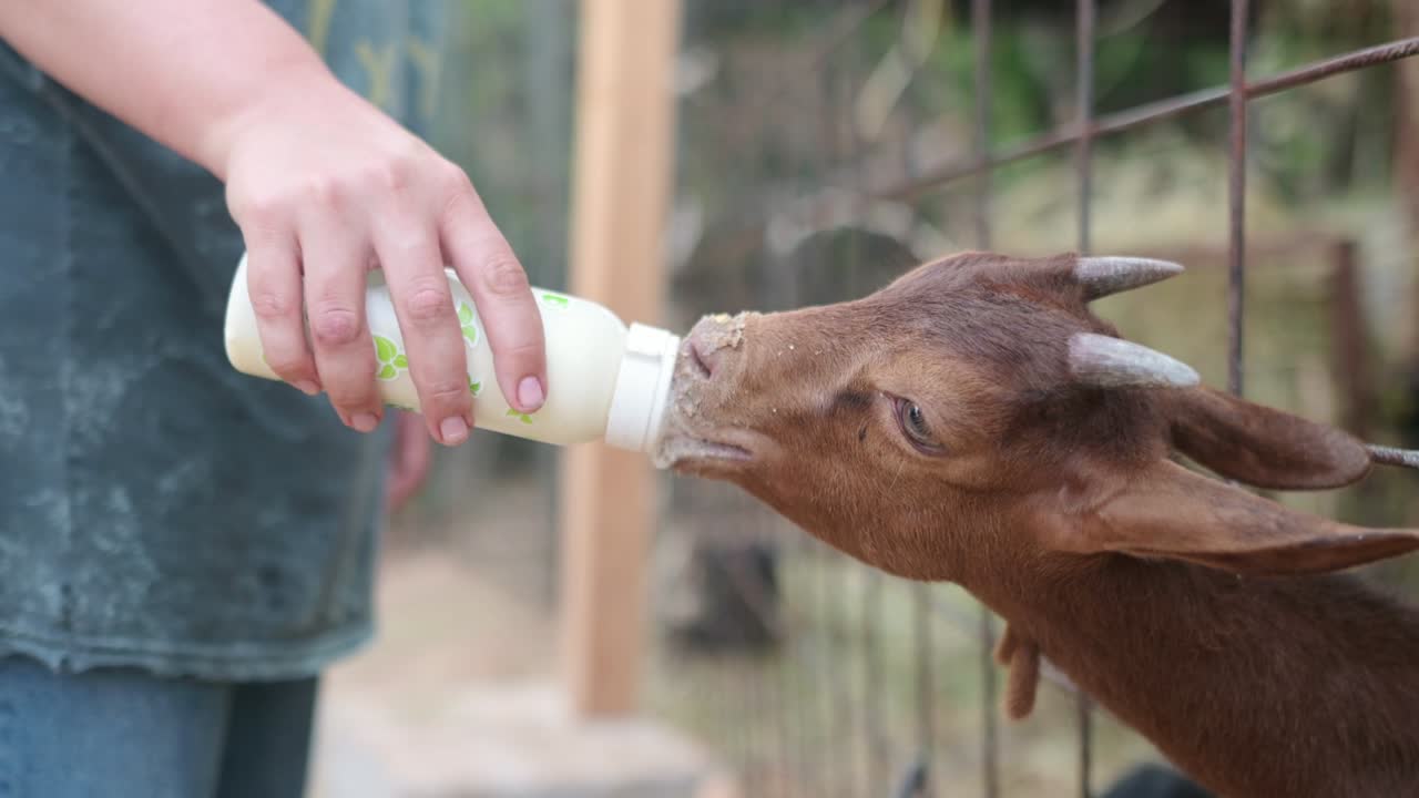 A farmer feeds a young goat with milk from a baby bottle. The farmer works with animals on his own milk and cheese farm.