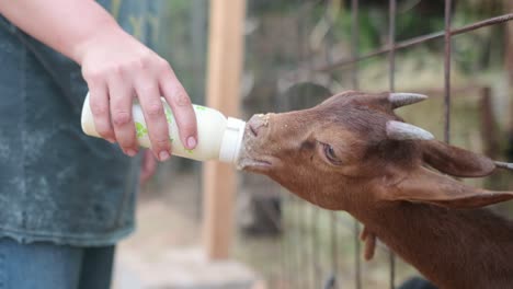 a farmer feeds a young goat with milk from a baby bottle. the farmer works with animals on his own milk and cheese farm.