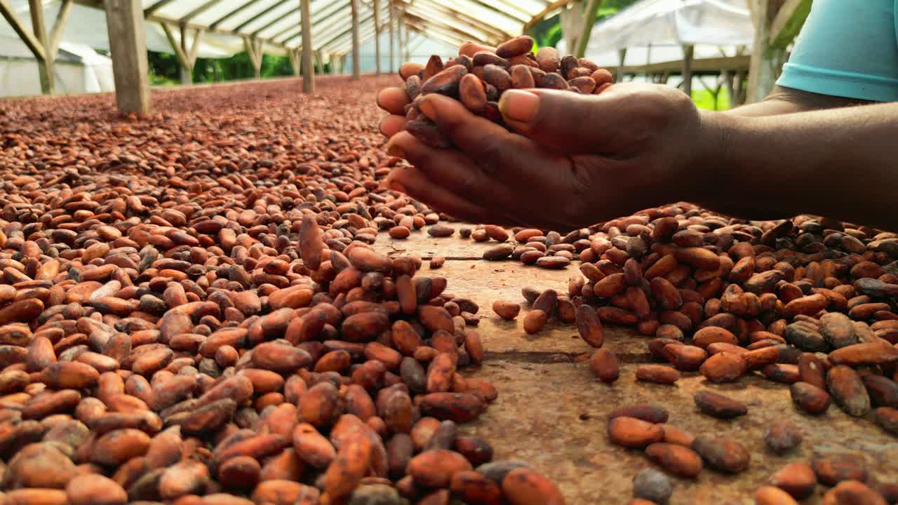 Dried natural cocoa beans falling from the hands of a african man.Sao Tome,Africa