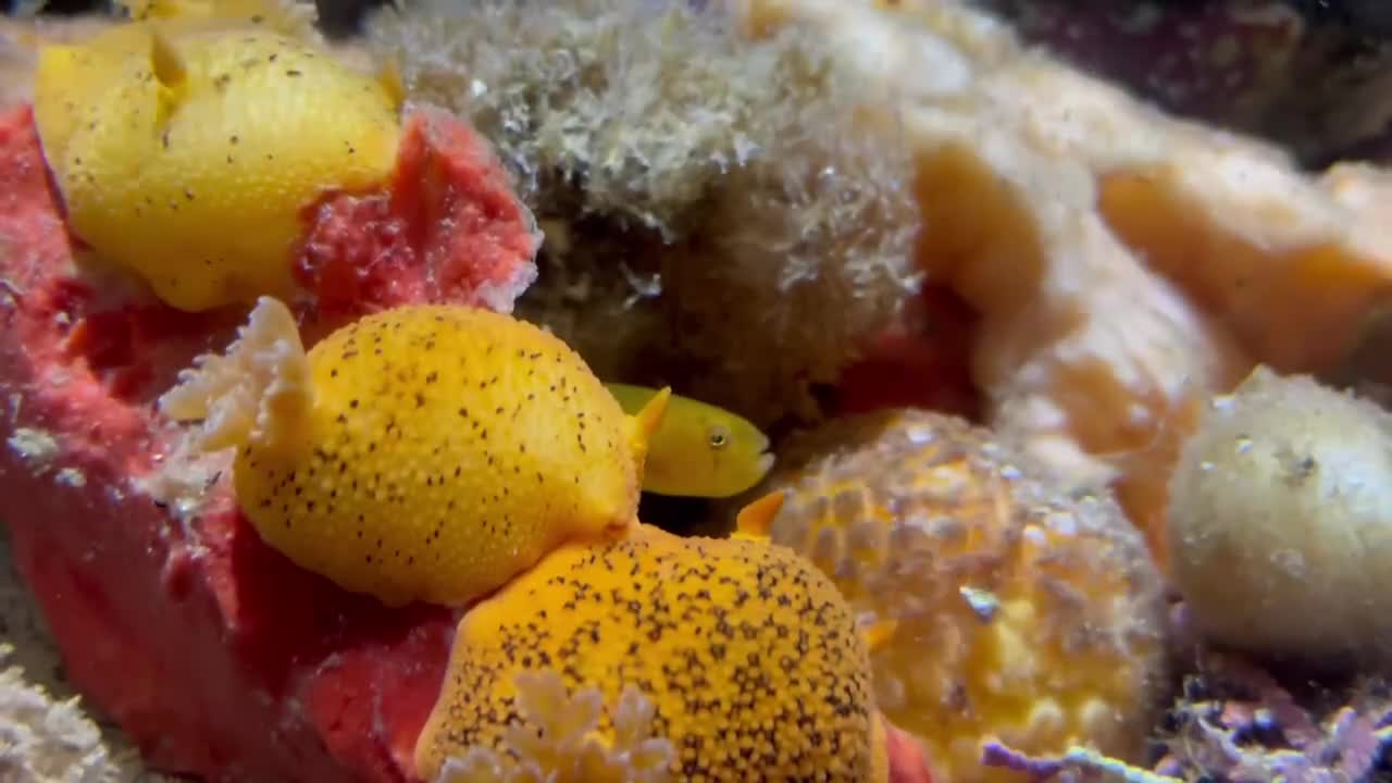 Piccolo pesce giallo noto anche come Limoni di mare.