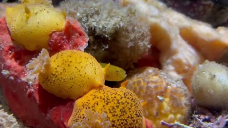 small yellow fish  also known as sea lemons