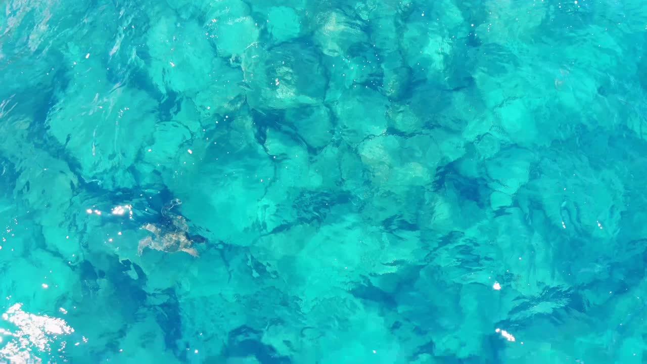 거북이가 위에서 볼 때 빛의 파도 속에서 미끄러진다.