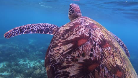 a green sea turtle surfaces for air before returning to search for food on the reef floor