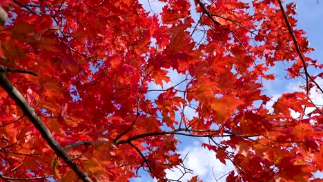 Hojas-Rojas-De-Otoño-Que-Soplan-En-El-Viento-4k-Azul-Cielo-Nublado